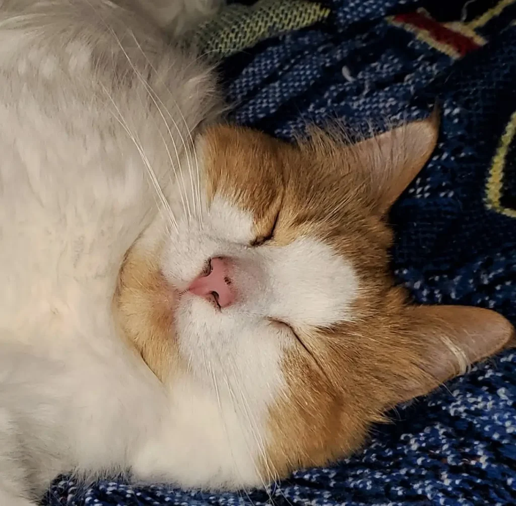 One of our team pet supervisors, name in caption