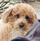 One of our team pet supervisors, name in caption