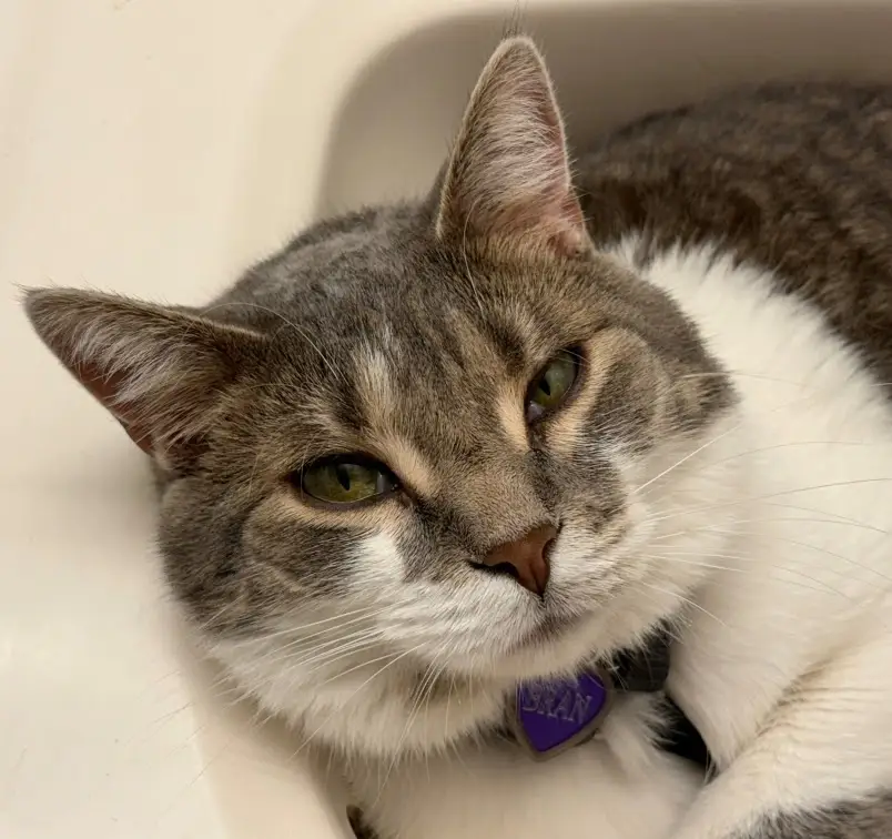 One of our team pet supervisors, name in caption