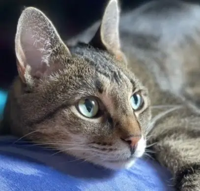 One of our team pet supervisors, name in caption