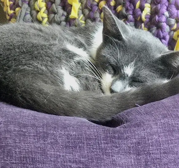 One of our team pet supervisors, name in caption