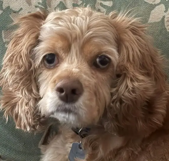 One of our team pet supervisors, name in caption