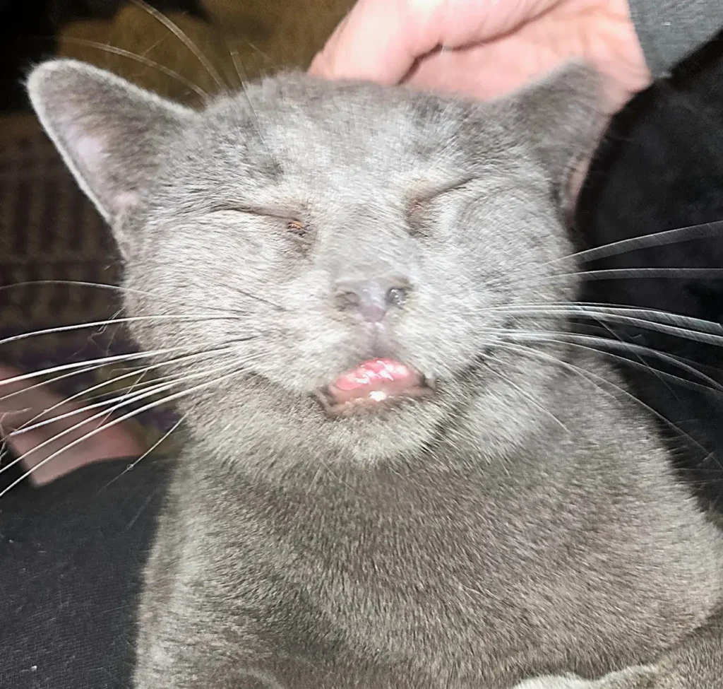 One of our team pet supervisors, name in caption