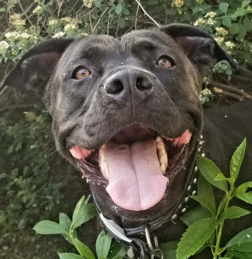 One of our team pet supervisors, name in caption